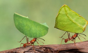 Hãy nêu suy nghĩ của em về ý nghĩa của câu chuyện VẾT NỨT VÀ CON KIẾN sau và rút ra bài học cho bản thân