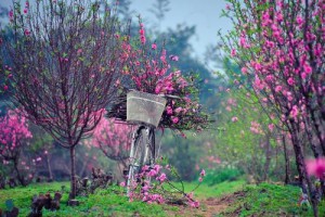 Tả Thủ đô Hà Nội ngày vào xuân