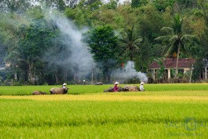 Cảm nghĩ của em về tình yêu quê hương đất nước qua hai tác phẩm Sài Gòn tôi yêu và Mùa xuân của tôi