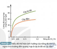 Giải SGK Khoa học 7 sách Kết nối tri thức, bài 23: Một số yếu tố ảnh hưởng đến quang hợp