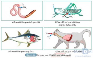 Giải SGK Khoa học 7 sách Kết nối tri thức, bài 28: Trao đổi khí ở sinh vật