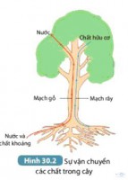 Giải SGK Khoa học 7 sách Kết nối tri thức, bài 30: Trao đổi nước và chất dinh dưỡng ở thực vật