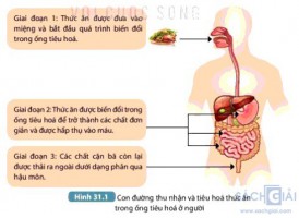 Giải SGK Khoa học 7 sách Kết nối tri thức, bài 31: Trao đổi nước và chất dinh dưỡng ở động vật