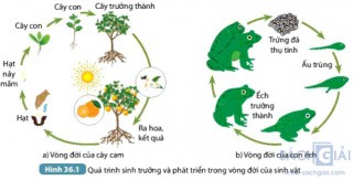 Giải SGK Khoa học 7 sách Kết nối tri thức, bài 36: Khái quát về sinh trưởng và phát triển ở sinh vật