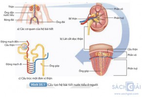 Giải Khoa học tự nhiên 8 sách Kết nối tri thức, bài 35: Hệ bài tiết ở người