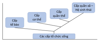 Câu hỏi Sinh học 10 Cánh diều, Chủ đề 2: Các cấp độ tổ chức của thế giới sống