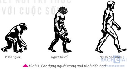 qua trinh tien hoa cua loai nguoi