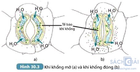 hinh 30 3