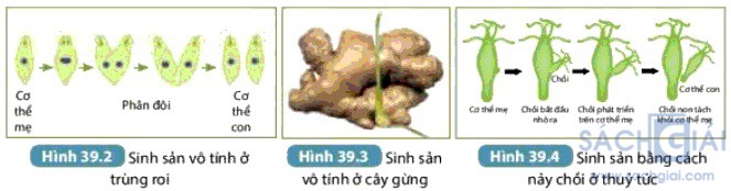 hinh 39 1