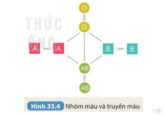 giai khtn 8 sach ket noi bai 33 1