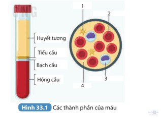 giai khtn 8 sach ket noi bai 33