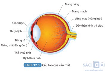 giai khtn 8 sach ket noi bai 37 3