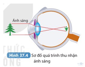 giai khtn 8 sach ket noi bai 37 4