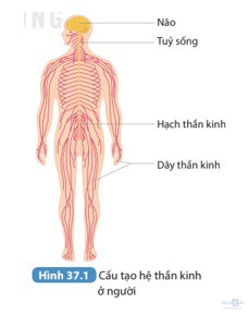 giai khtn 8 sach ket noi bai 37