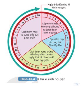 giai khtn 8 sach ket noi bai 40 2