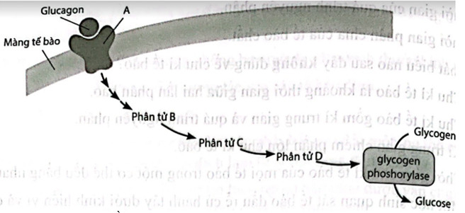 Câu hỏi Sinh học 10 Cánh diều, Chủ đề 7: Thông tin giữa các tế bào, chu kì tế bào và phân bào