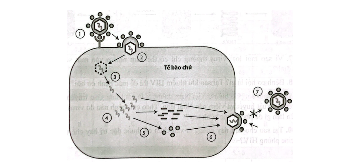 Câu hỏi Sinh học 10 Cánh diều, Chủ đề 10: Virus